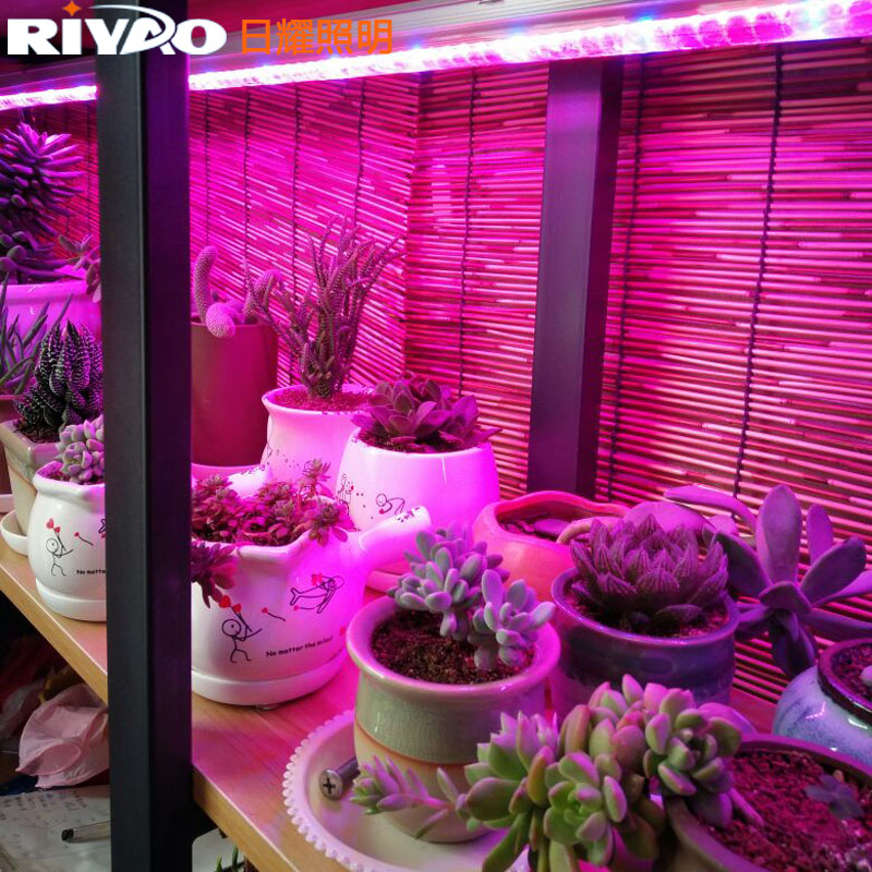 多肉植物补光灯 多肉防徒长红蓝光5比1 LED补光灯