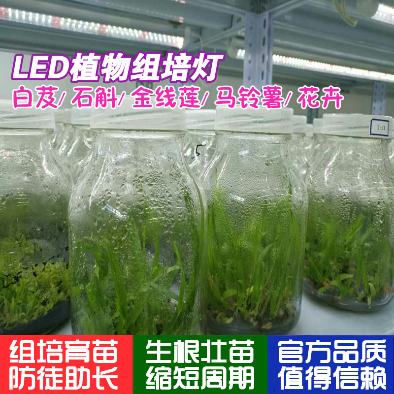 led植物组培灯 T8植物生长灯 育苗灯