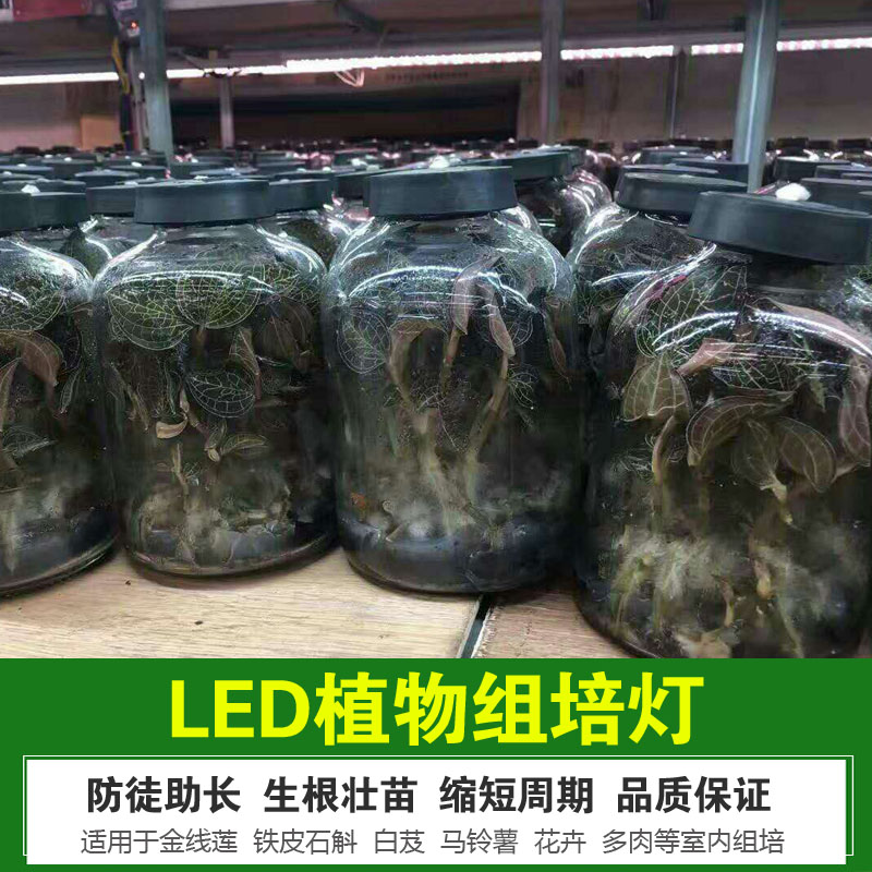 金线莲组培灯 金线莲育苗灯 led金线莲植物生长灯